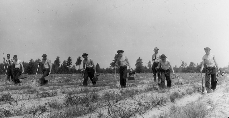 CCC Workers Planting Trees in a Reforestation Camp